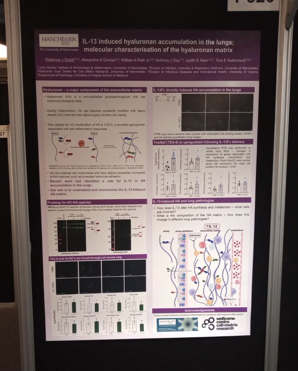 Come and visit <a href="/bd_0725/">𝗮𝗻𝗼𝗻</a> today at 5:30pm (p520) to find out more about her exciting work on IL-13 induced HA accumulation in the lung from the <a href="/DrTESutherland/">Tara Sutherland</a> Lab 🫁 #BSI21