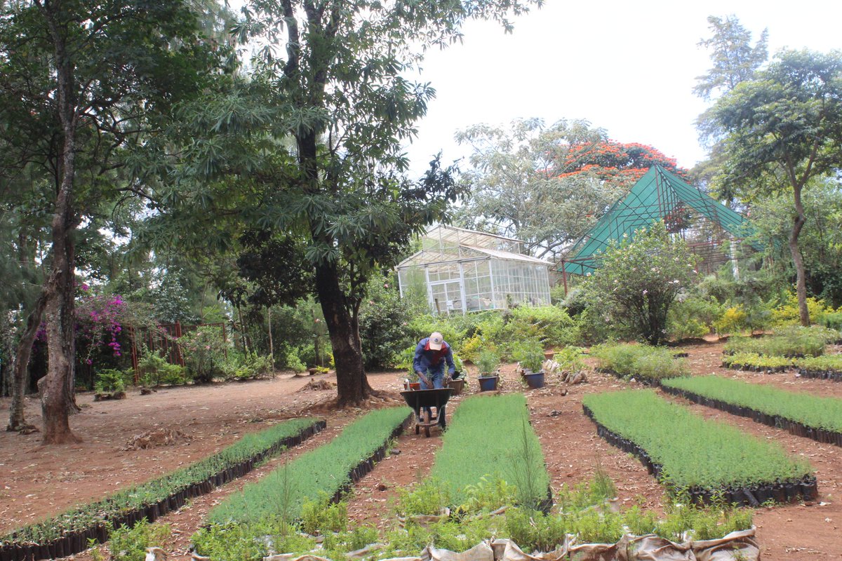 OUR TEN MILLION (10) TREE NURSERY AND SEEDLINGS PROPAGATION CENTRE in Kitengela is Taking Shape.
The 1st Batch of 100k SEEDLING of Exotic, Indigenous and Fruit Trees are ready for planting.
Costing between 20/- to 50/- depending on the Quantity of the Seedlings Procured.