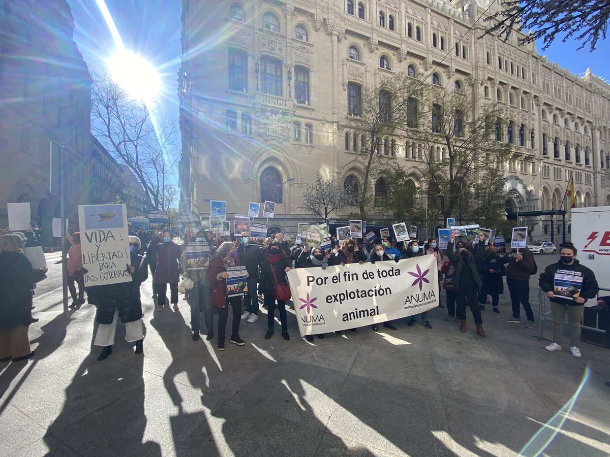 AmandaRomero_G's tweet photo. En la puerta de Cibeles decenas de personas se manifiestan ahora mismo contra el tiroteo de cotorras que está llevando a cabo el Ayuntamiento de Madrid.
Gracias a quienes habéis venido a reclamarle a Almeida más ética, más seriedad, menos tiros y más medidas del s.XXI. 💚 https://t.co/WVXeRsXrxL