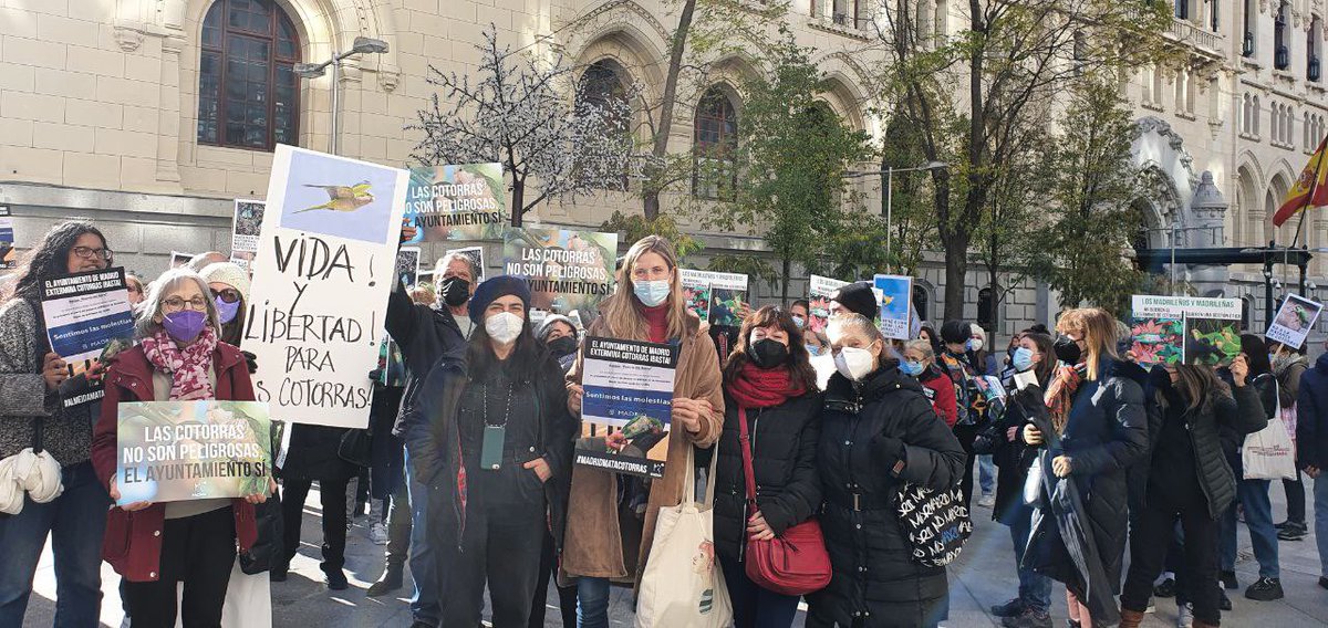 AmandaRomero_G's tweet photo. En la puerta de Cibeles decenas de personas se manifiestan ahora mismo contra el tiroteo de cotorras que está llevando a cabo el Ayuntamiento de Madrid.
Gracias a quienes habéis venido a reclamarle a Almeida más ética, más seriedad, menos tiros y más medidas del s.XXI. 💚 https://t.co/WVXeRsXrxL