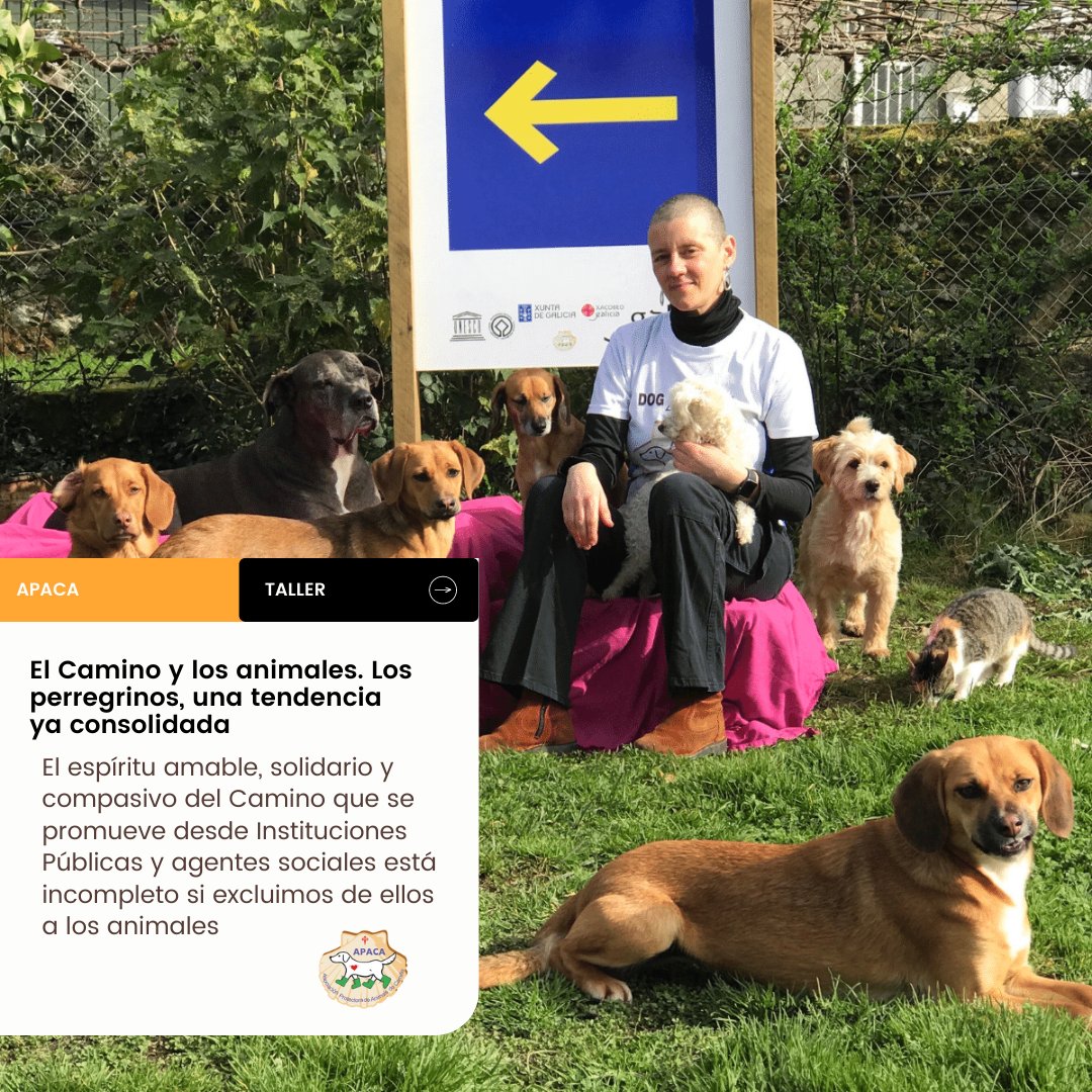 ElCaminoPeople's tweet photo. 🙏Hoy os presentamos a Raquel, gerente de #APACA -Asociación Protectora de Animais do Camiño .

✔️Raquel estará presente contándonos que hacen desde APACA. Que es la credencial perregrina  y muchas cosas mas!!

👉Recuerda apuntarte en https://t.co/gUXDt93s73

#caminodesantiago https://t.co/uHIlGn0IuL