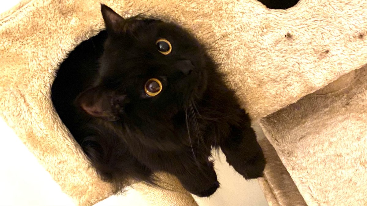 MaximilianTyson's tweet photo. Double paw-hang void kitty is here!! 

#MaximilianTyson #CatsOnTwitter #HarrowABC #HousePanfur #AussieCatsOfTwitter https://t.co/pEgH10JqK8