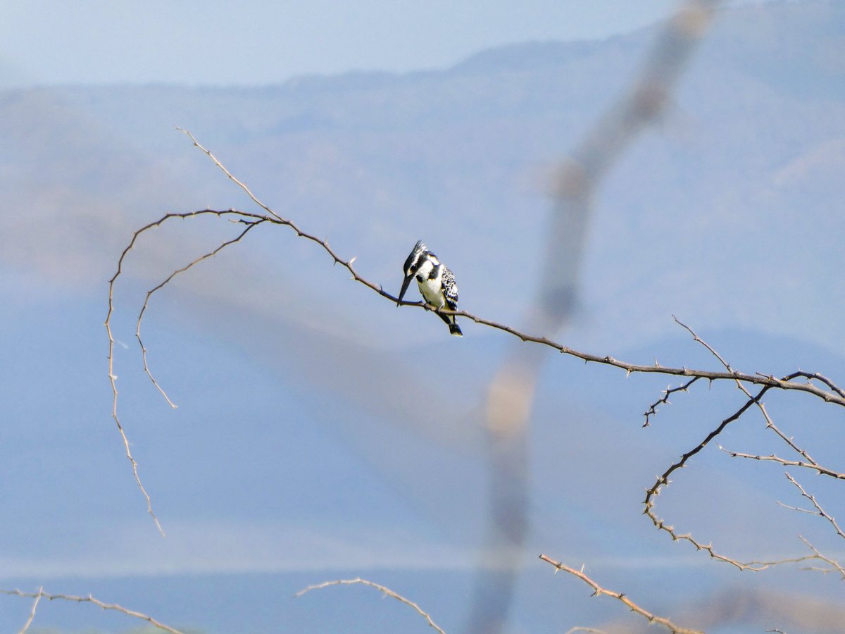 Treasures_Kenya's tweet photo. The colorful Kingfishers of Lake Baringo are indeed always a sight to watch. 
Did You Know? L. Baringo boasting of over 480 species of birds never fails to impress, a true ornithologists paradise 🙂 🐦 👣 
#ShotsOfKenya #TreasureHunt2021 #BirdingKenya #MagicalKenya #TembeaKenya https://t.co/66DJw6tHKv