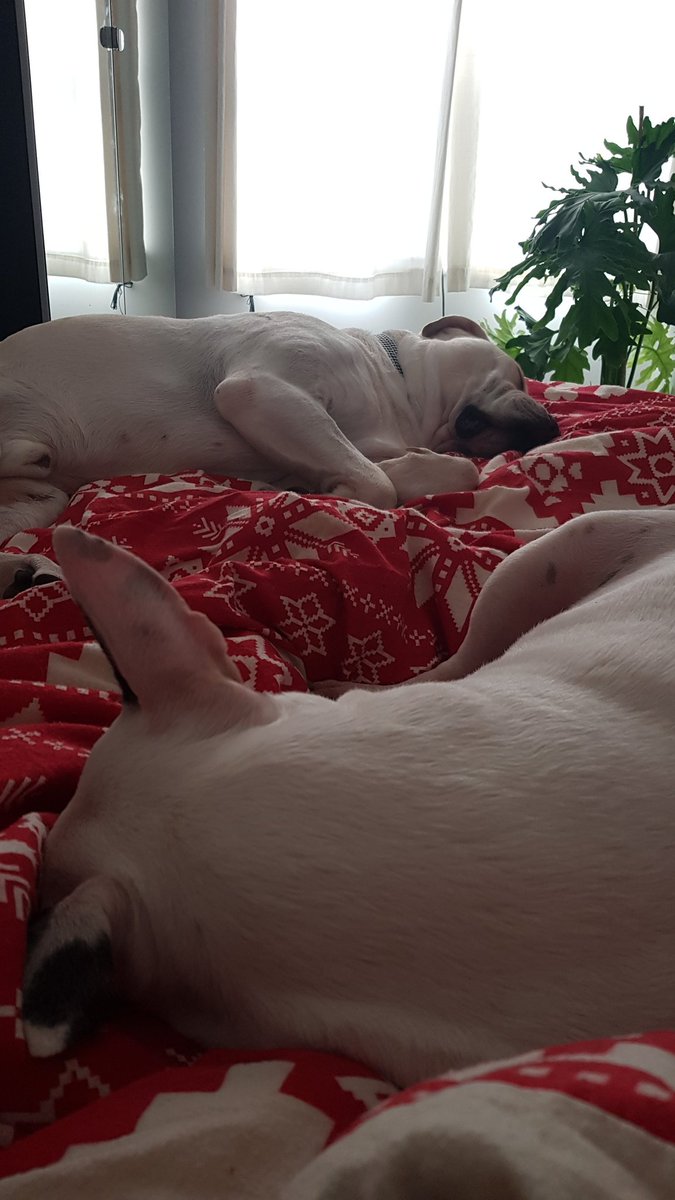 Joo72Julie's tweet photo. Off work today feeling proper rough π©π€§π€π· Peggy and Eddie are happy β€β€β€β€ but my legs are under there somewhere and I can't really feel themππππ #offworktoday #Tuesday #englishbullterrier #canecorso #dogs #dogsoftwitter β€β€β€β€ https://t.co/qdBKBa5irm