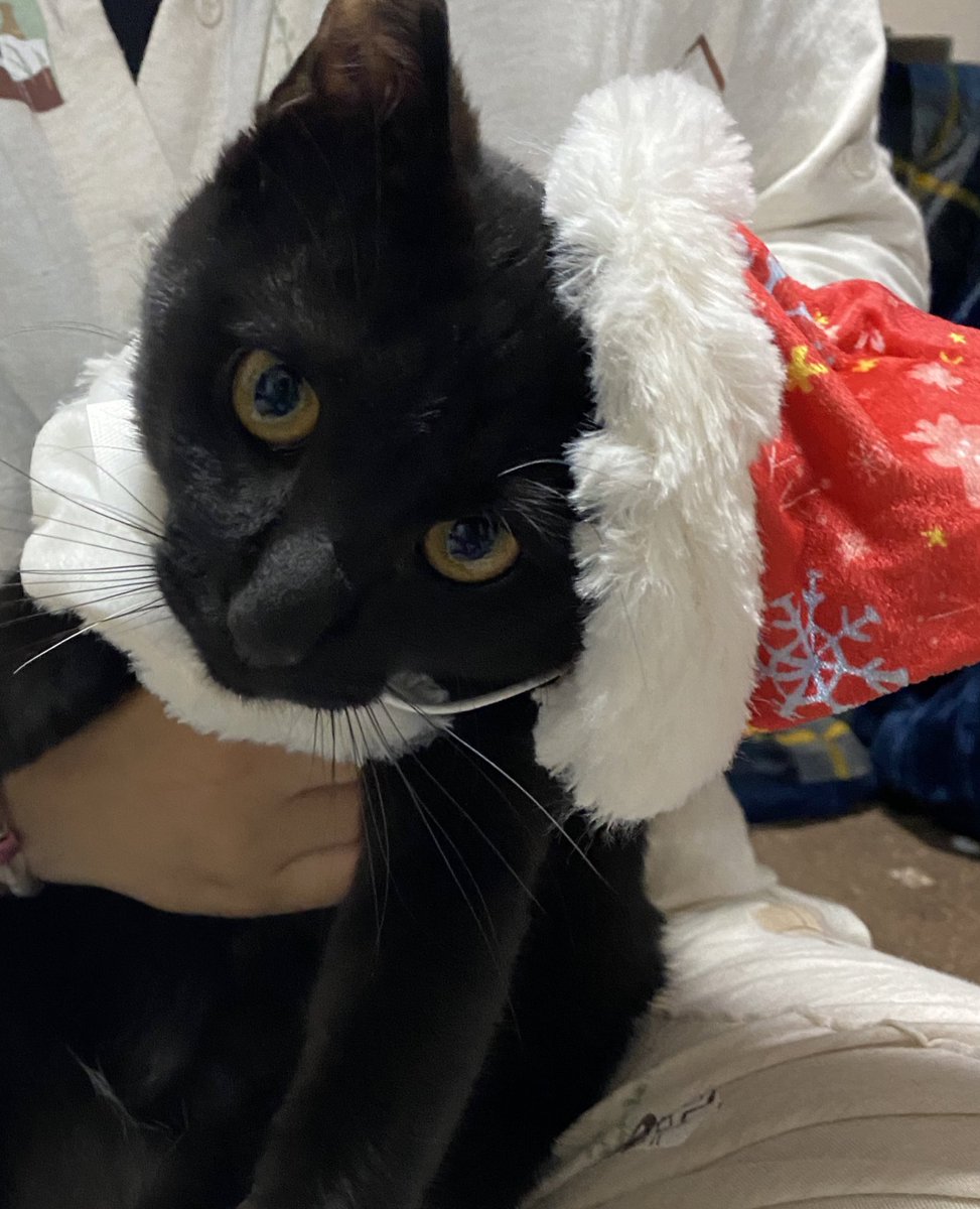 inu_kuroneko's tweet photo. 今月のペコボックスはクリスマス仕様でした! #マルチーズ #黒猫 #pecobox https://t.co/eWIwtbAfVu