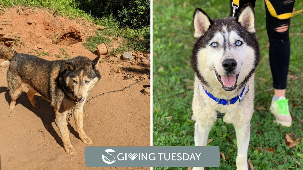 With the chain cut off his neck. Shadow is now ready to start living. Donate now to help the next dog like Shadow. Donations are DOUBLED up to $25,000 today only. #GivingTuesday

secure.qgiv.com/event/gt2021/