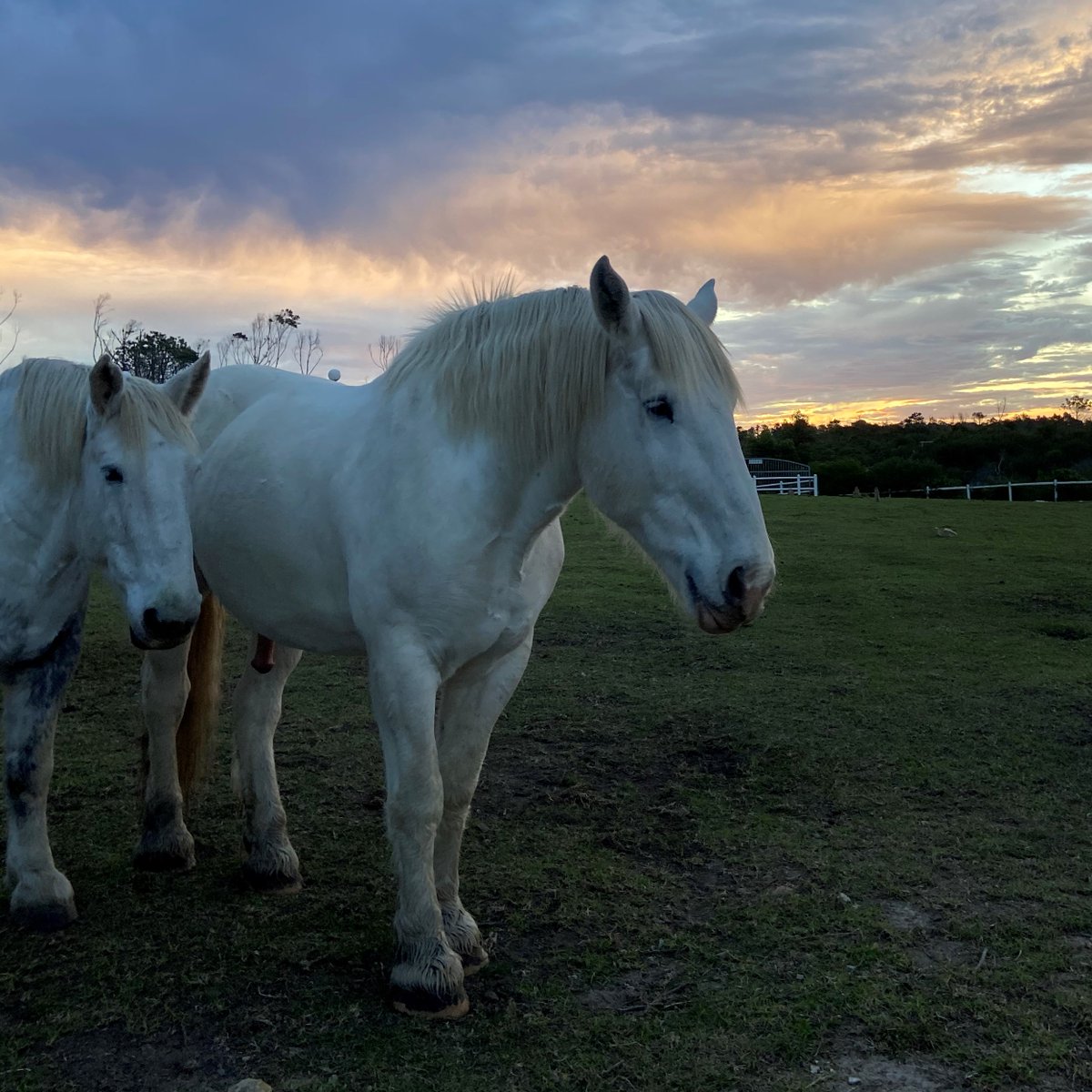 TNiquaStableInn's tweet photo. Mandla and Troy popping in to say 'Happy Holidays'! 🎄 🐴 

https://t.co/TS9mqBxjYH

#TNiquaStbaleInn #Horses https://t.co/J2mOcpAGL2