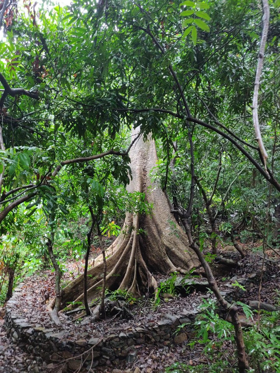 PanjimInn's tweet photo. In the Virdi Valley in the ghats we are developing a new eco tourism venture.
Twin room just made are shown in the photograph with a valley view.
The property has a Brahminichi Rai . the base of the holly trees in the Rai is shown in the Picture. https://t.co/EvFMX6AhSz