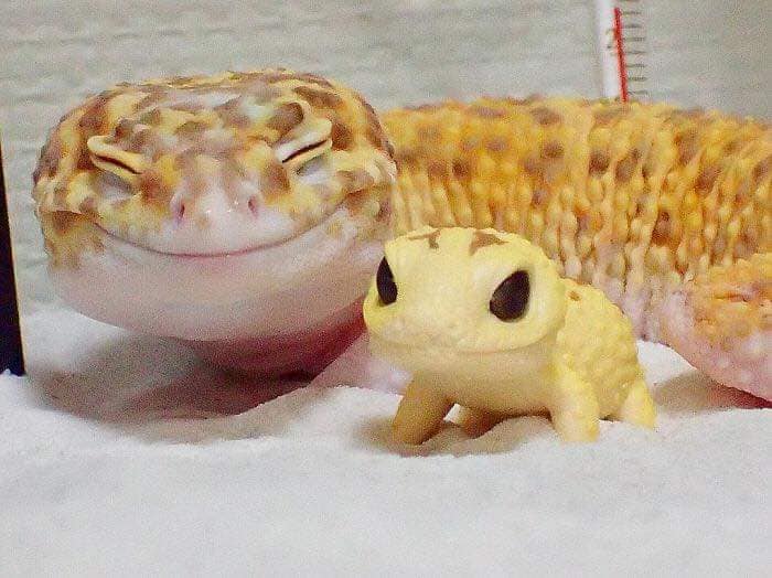WholesomeMeme's tweet photo. https://t.co/WH6mcpf2zq