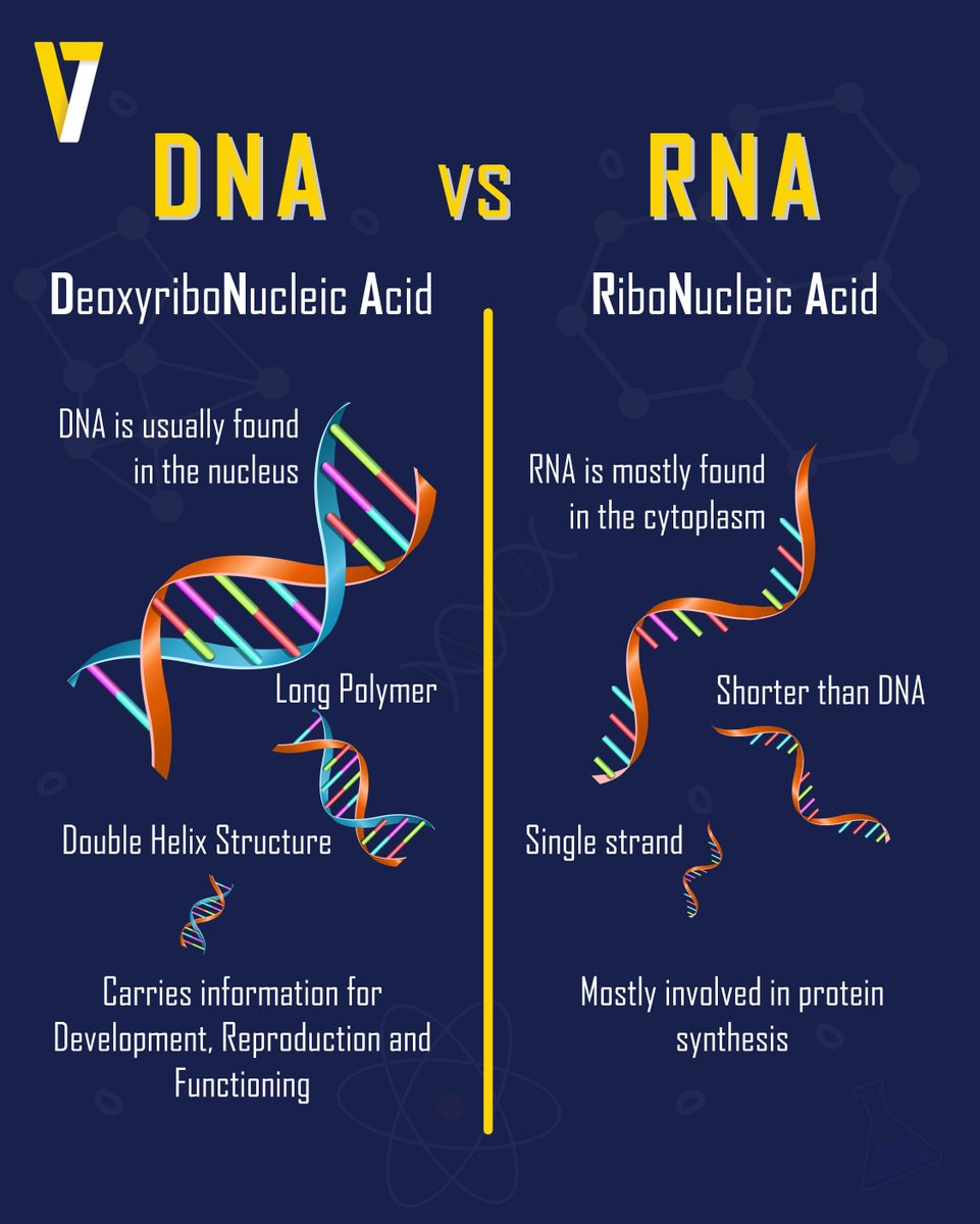Verzeo1's tweet photo. DNA and RNA are basic building blocks of life. They carry information which is vital for life forms.
visit: https://t.co/SKJoxCkCzL
#verzeo #everythinglearning #biologyfacts #biologyfact #geneticengineering #dna #rna #stemlearning #biologicalsciences #dnascience https://t.co/WOkdBbooGr