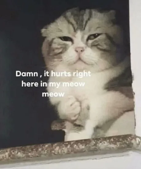 SnS_ssb's tweet photo. @ZacTrone Just for you to know. Leo the meme cat, this cat that brought so much fun to our life, is dead yesterday :'( https://t.co/MehBsLJNOs