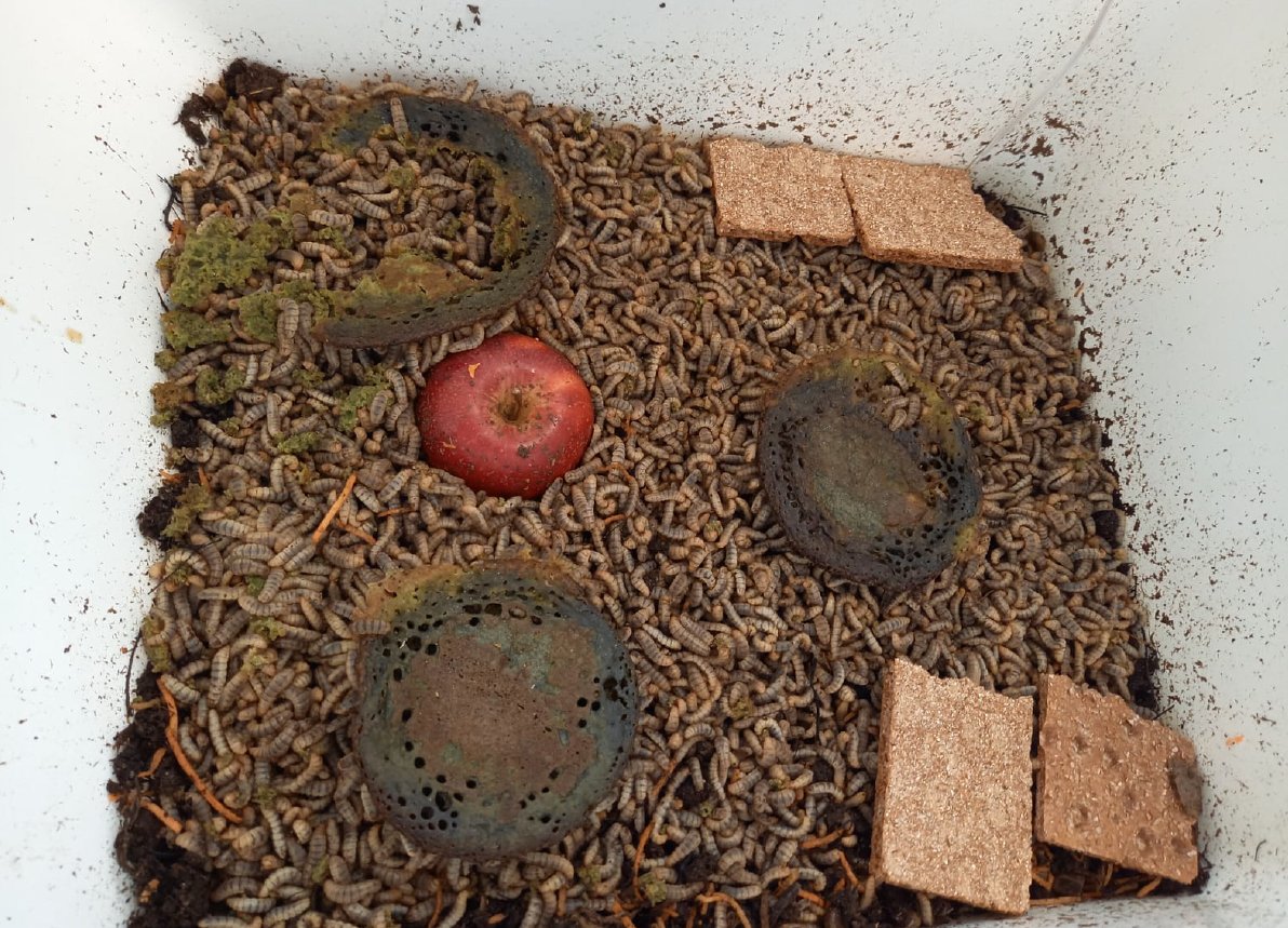 PHLUMAkeskus's tweet photo. Länsiharjun koululaisten projekti valittiin Suomen edustajaksi kansainvälisille tiedeopetuksen festivaaleille. Toukkakompostori muutti ruokahävikin mullaksi ja herätti kiinnostuksen luma-aineita kohtaan. Onnea! 
@UCLahti @LumaSuomi @ScienceonStage #tiedekasvatus #phluma #SonS2022 https://t.co/jp4PdECgWj