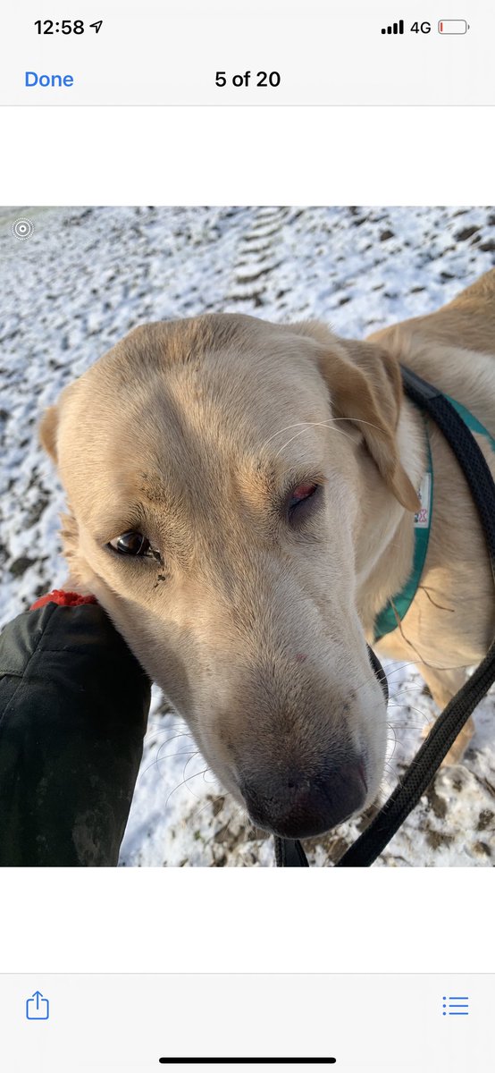 emilybaileyyy's tweet photo. So my 9 month old pup milo falls down a 20ft drop in a opened @YorkshireWater grate suffering multiple injuries including fractured eye socket and broken ribs.We’ve been offered a generous £250 pounds as a goodwill gesture! It’s a joke! Please share! We need some accountability! https://t.co/h5zTCKoYdc