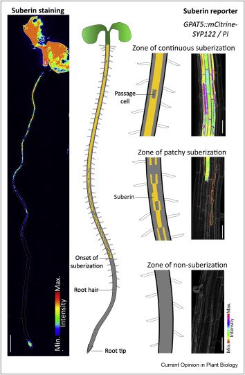 Marie Barberon tweet media