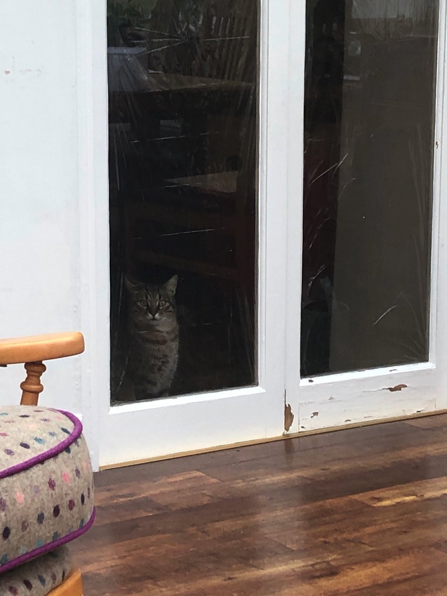 lizgoingon's tweet photo. Doing my bit to prevent Absolute Cat Chaos here…. #FICMSTB @danjrharvey https://t.co/FVEAMQTCoS