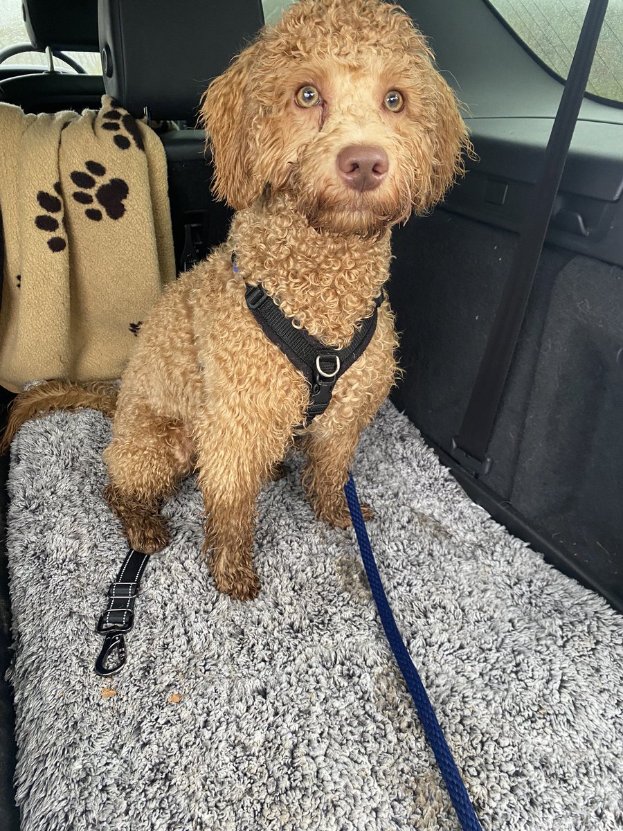 DarrenM2269's tweet photo. Lovely walk in the Hampshire countryside. Briefing my 4 legged business partner on the next potential contract. 👍 #Sidwalks #lovewhereyoulive https://t.co/ntkqTMuKTW