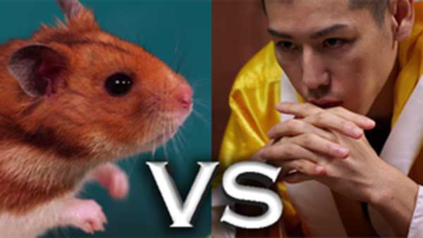 ScottyBeamIO's tweet photo. You know, humans eat more grains than hamsters. Think about it, when’s the last time you saw someone eating a hamster? #Hamsters #Humans #ItIsComplicated https://t.co/VrXRtFv94C