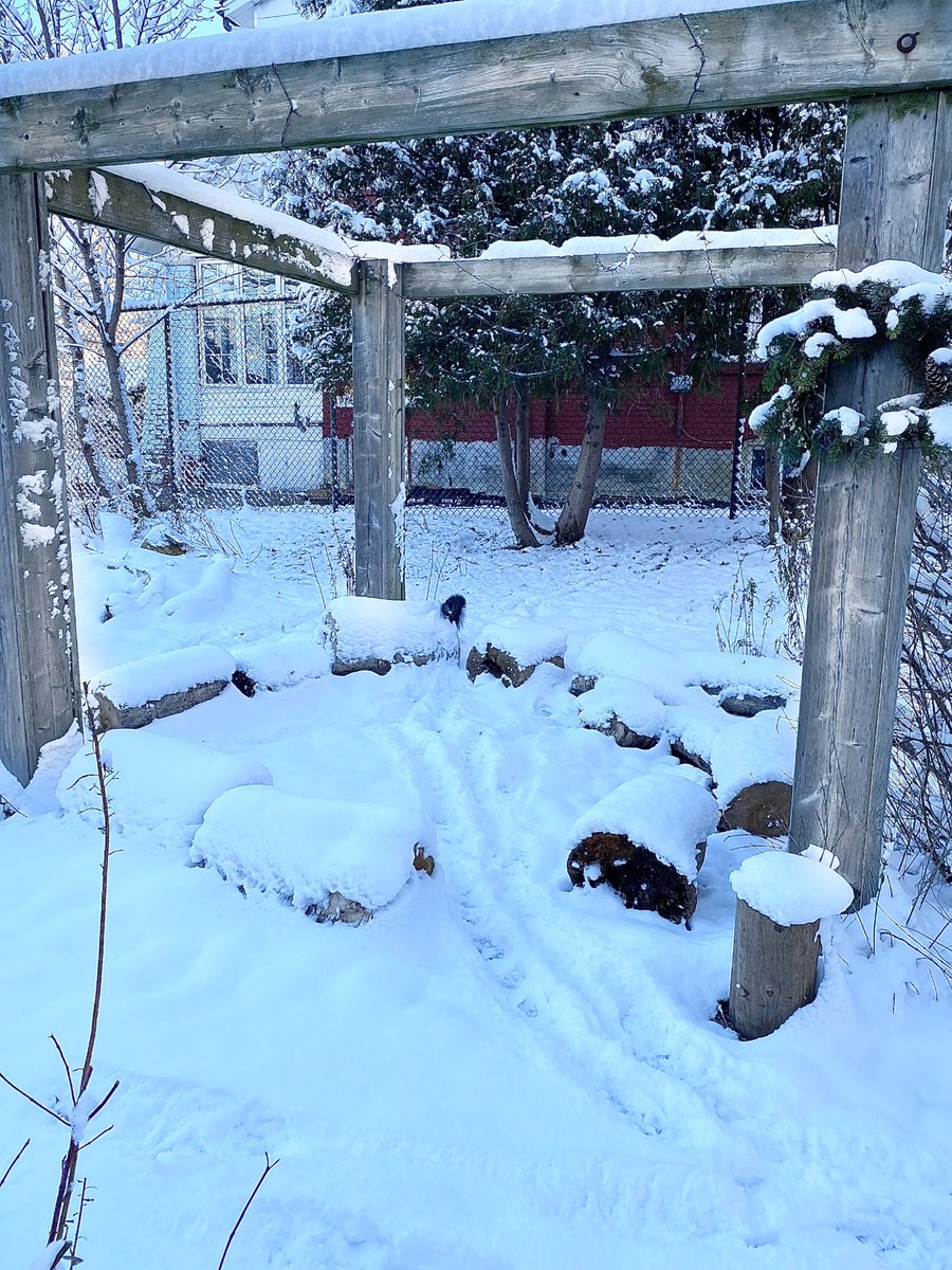 CorrendaDowney's tweet photo. Our Knowledge Building Circle looked a little different on the first snowfall of the school year but, joyfully, Student Experts continued our inquiries in the Learning Garden with new curiosities, wonders, and... snow angels ☃️ #AssetBased #InquiryBasedLearning #EnvironInquiry https://t.co/ljrRDPGpzn