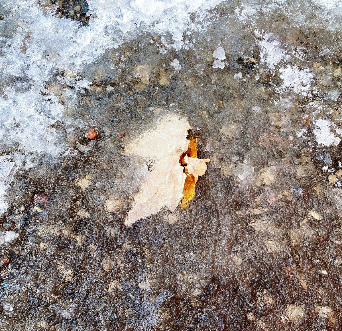 CorrendaDowney's tweet photo. Our Knowledge Building Circle looked a little different on the first snowfall of the school year but, joyfully, Student Experts continued our inquiries in the Learning Garden with new curiosities, wonders, and... snow angels ☃️ #AssetBased #InquiryBasedLearning #EnvironInquiry https://t.co/ljrRDPGpzn