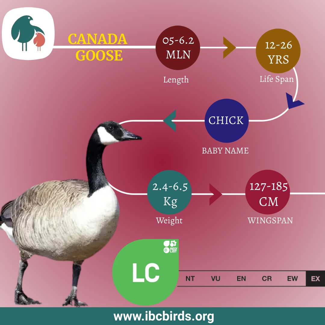#IBCBIRDS #BIRDS 

The Canada goose is a bird with a long black neck and head. The geese have a white mark on their beak, near their chin. 

Another distinctive feature of Canadian geese is the white U-like band on their rump. 

#IBCBIRDS #BIRDS #Canadagoose #Goose #Canada