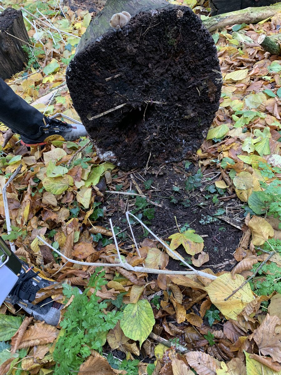 PlaceFarmAcad's tweet photo. Year Six had a wonderful time this morning at East Town Park #enrichment #science #exploringhabitats #exploringourlocalenvironment #rivers https://t.co/zz9YNoRO6t