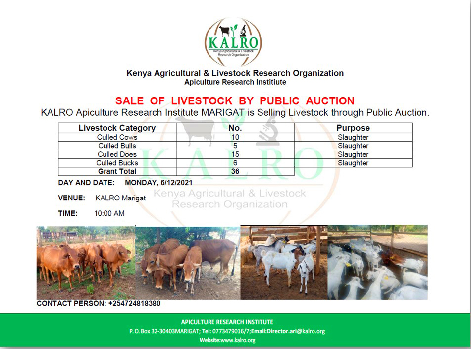 kalromkulima's tweet photo. The public is hereby informed that KALRO Apiculture Research Institute will be having a Livestock Sale through Public Auction on Monday 6th December 2021 at KALRO Marigat starting from 10.00am. See attached Poster for more information. https://t.co/DLGvRcVJU5