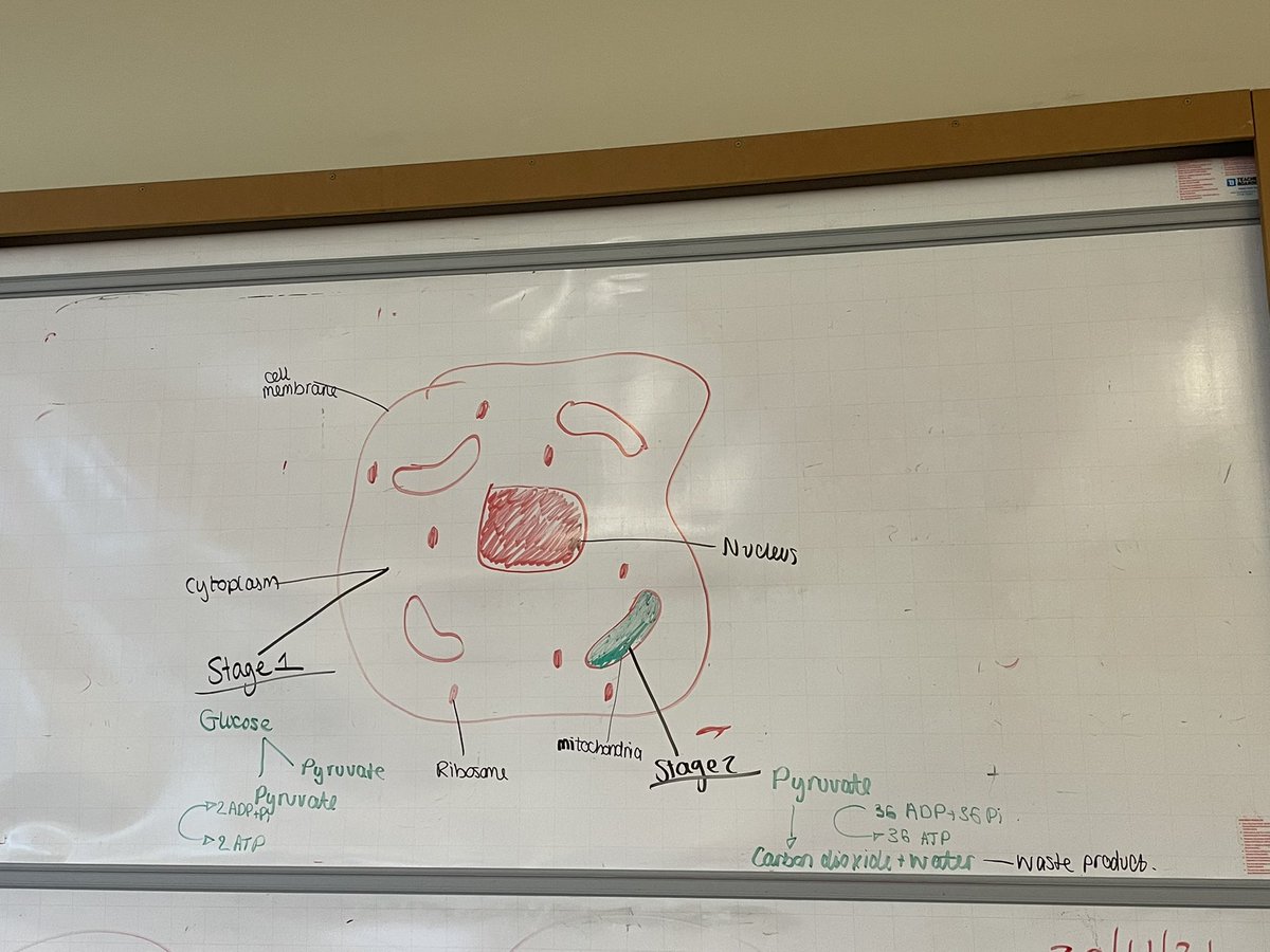 SPTA_HS's tweet image. N5 Senior Phase working together to draw out the stages of respiration 🥪🌬⚡️💜💛#drawitout #respiration