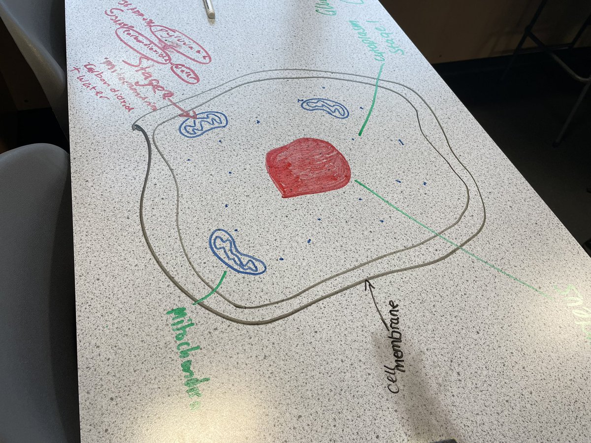 SPTA_HS's tweet image. N5 Senior Phase working together to draw out the stages of respiration 🥪🌬⚡️💜💛#drawitout #respiration