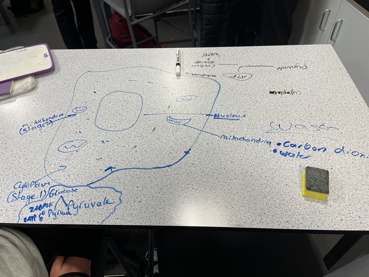 SPTA_HS's tweet image. N5 Senior Phase working together to draw out the stages of respiration 🥪🌬⚡️💜💛#drawitout #respiration