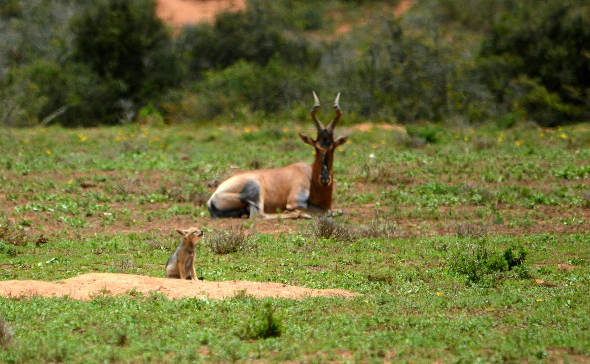 SANParksAENP's tweet image. A Jackal pup calling out while a Hartebeest looks on 📸Christo Boshoff #AddoElephantNationalPark #Addo #AmazingAddo #ECYours2Explore #LiveYourWild @SANParks