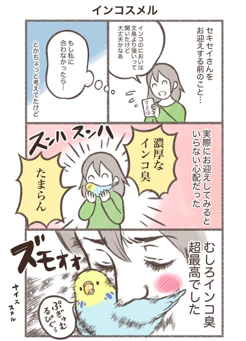 セキセイインコ を含むマンガ一覧 ツイコミ 仮