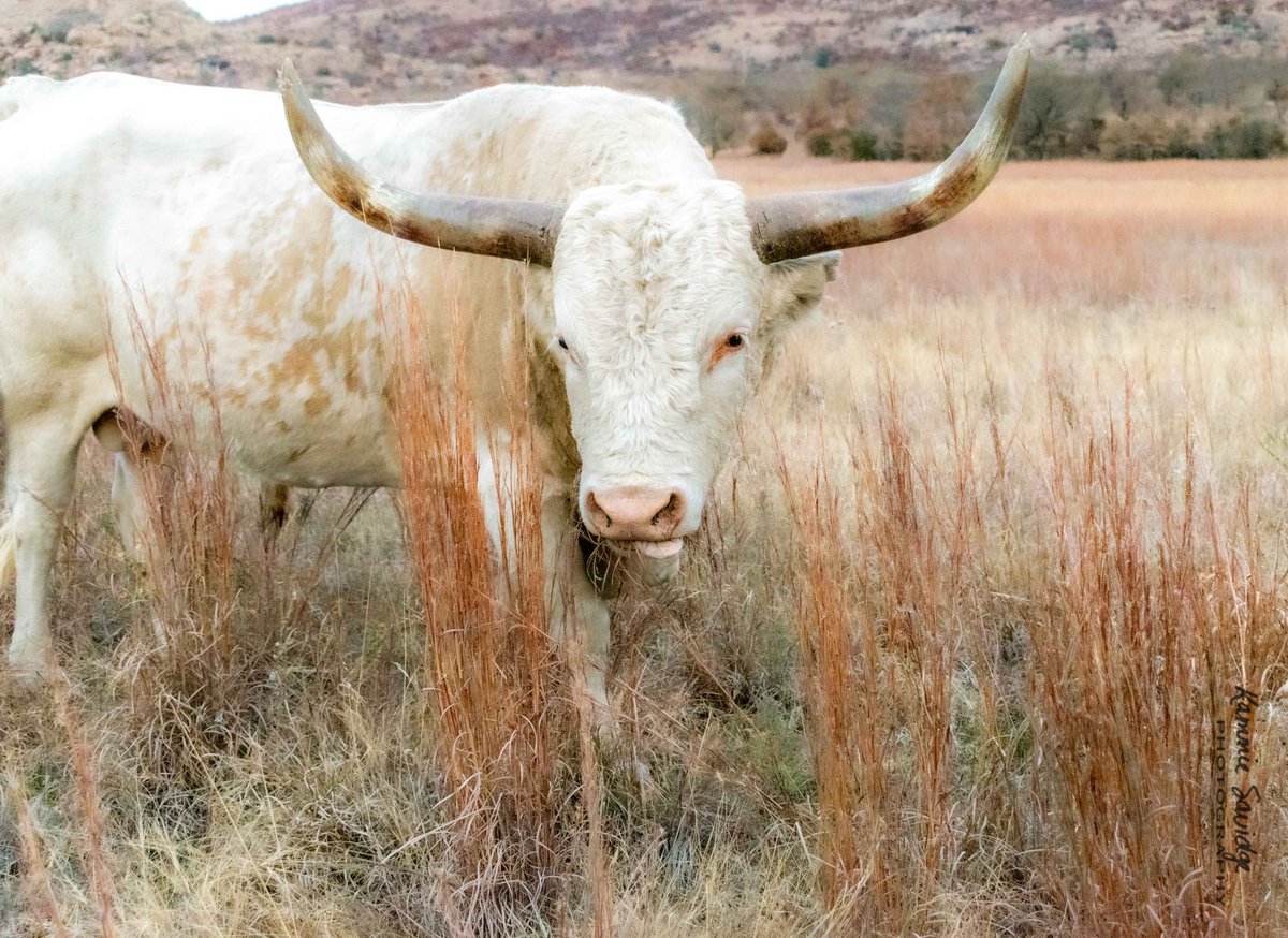 savidge_kammie's tweet photo. His Home
#kammiesavidgephotography #wichitamountainswildliferefuge #protected #freedom #upclose #wildlifephotography #longhorn #animals #animalphotography #myhappyplace #outdooradventures #exploringoklahoma #nikonphotography #natureshots #photographyisart #amazingplaces https://t.co/gygx4nNBvS