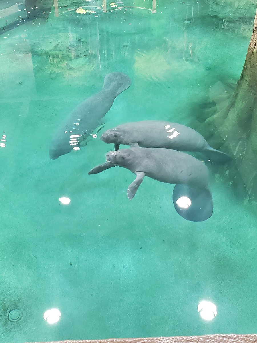 TeeCee15's tweet photo. Enjoyed my first day at a new job yesterday with new coworkers, the humans are cool too! ☺ #bishopsciencefl #history #dinosaurs #manatees #Education #fundraising https://t.co/JMSnlo8AlO