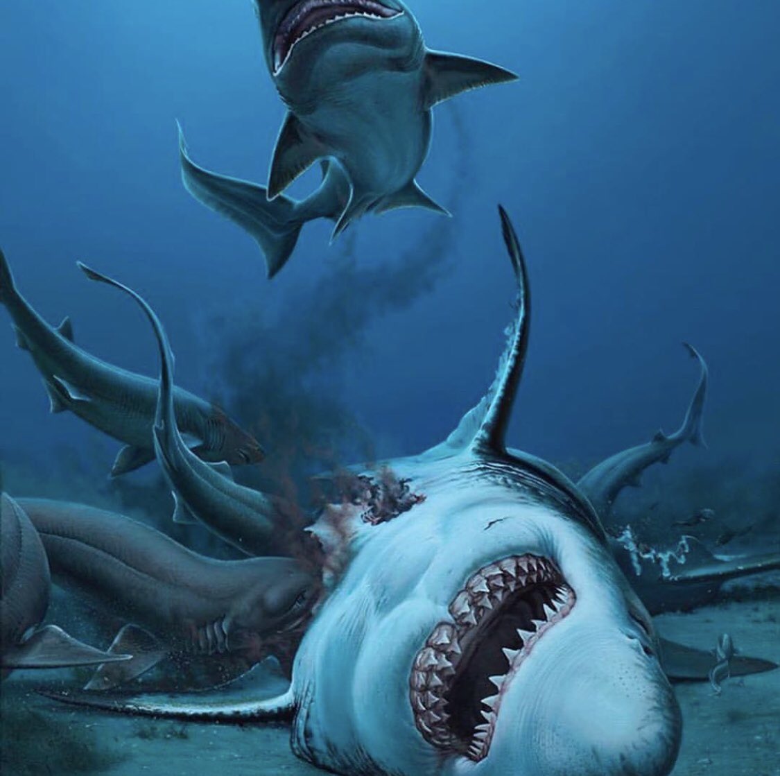 Qué es el Megalodón, el tiburón gigante que reinó en la Tierra?, image size:1125x1119