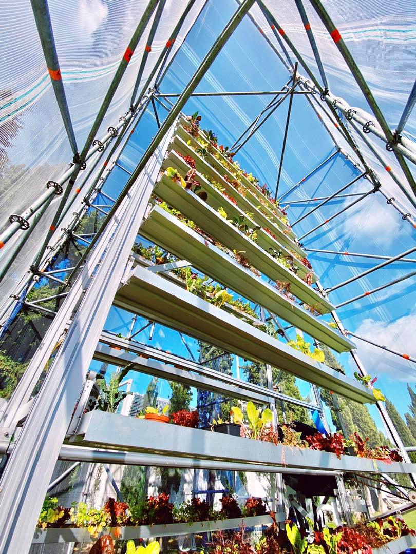 greenlisboa2020's tweet photo. Arugula, lettuce and coriander - the fall crops are already visible in the first rotational vertical vegetable garden in Europe, installed in the gardens of Palácio Pimenta in Lisbon! 🥦

It's almost 6 metres of structure with 22 shelves that support close to 900 plants 🥬 https://t.co/JSTZ2xdDLm
