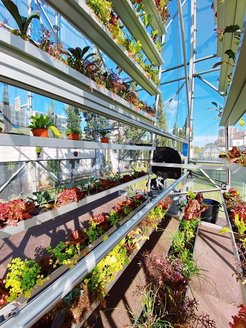 greenlisboa2020's tweet photo. Arugula, lettuce and coriander - the fall crops are already visible in the first rotational vertical vegetable garden in Europe, installed in the gardens of Palácio Pimenta in Lisbon! 🥦

It's almost 6 metres of structure with 22 shelves that support close to 900 plants 🥬 https://t.co/JSTZ2xdDLm