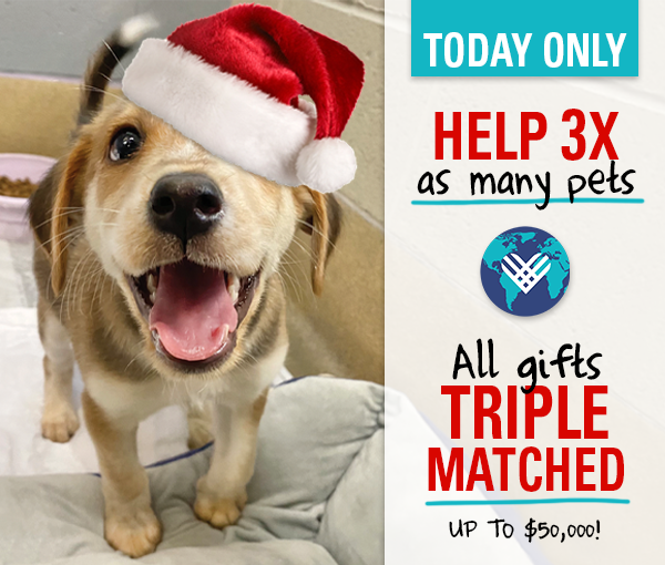 SPCA of Wake County tweet media