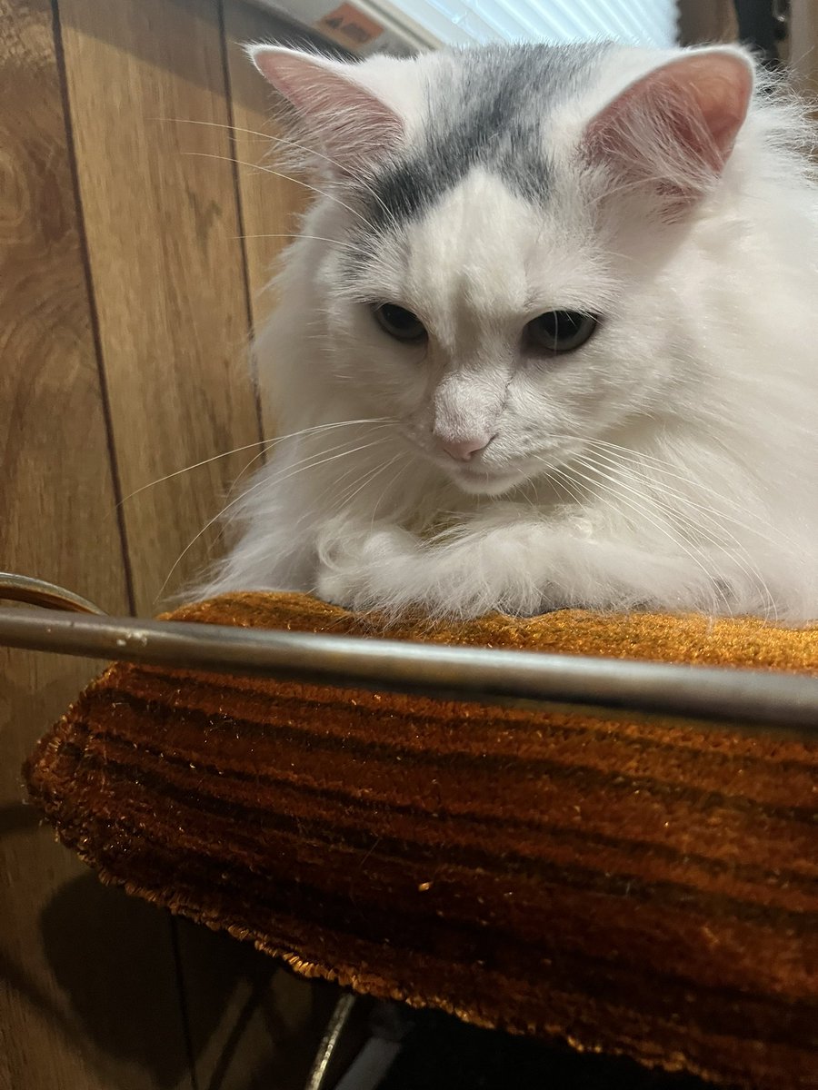 SugarAndSpit's tweet photo. I think Hera is jealous of Harold the rooster lol #cat #cats #rooster #pet #animals #hera #CatsOfTwitter #birds https://t.co/rvbLHgZFJN