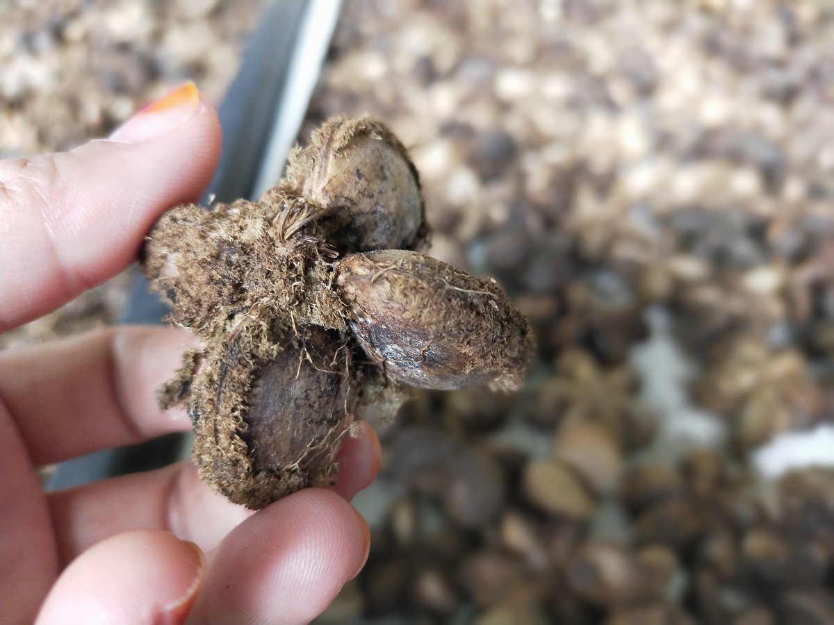 UnitLpp's tweet image. 👍👍inilah daun dan bunga sacha inchi yang sedang viral masa kini ..... macam macam produk boleh dihasilkan ... Para peladang .... Boleh fikirkan sesuatu yaaaaaa ✍️✍️✍️