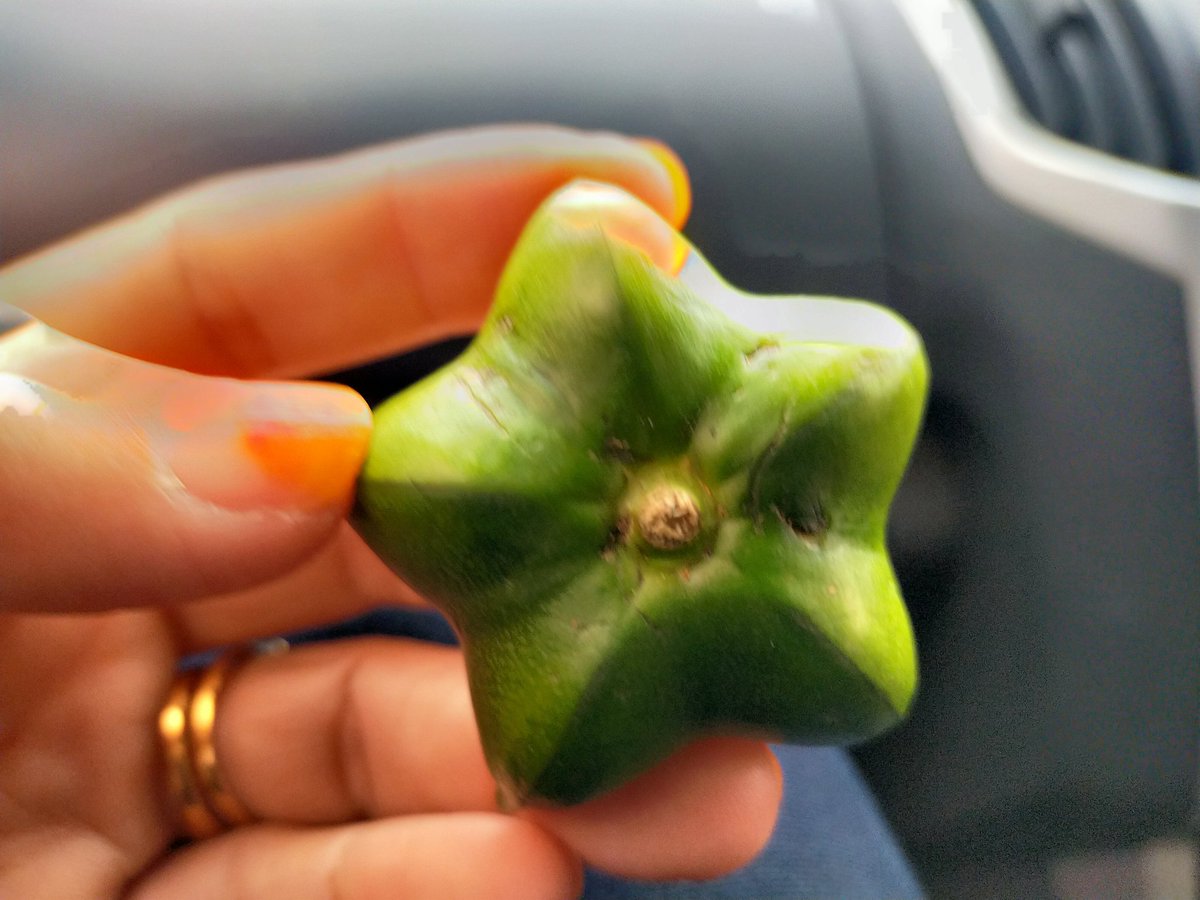 UnitLpp's tweet image. 👍👍inilah daun dan bunga sacha inchi yang sedang viral masa kini ..... macam macam produk boleh dihasilkan ... Para peladang .... Boleh fikirkan sesuatu yaaaaaa ✍️✍️✍️