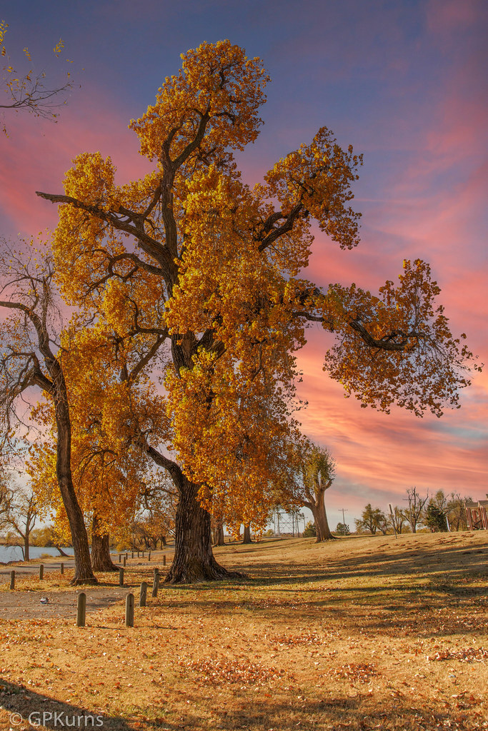 PhotoCal62's tweet image. Cottonwood at Lake Overholster, my new picture on #Flickr flic.kr/p/2mMW6GT #Photography