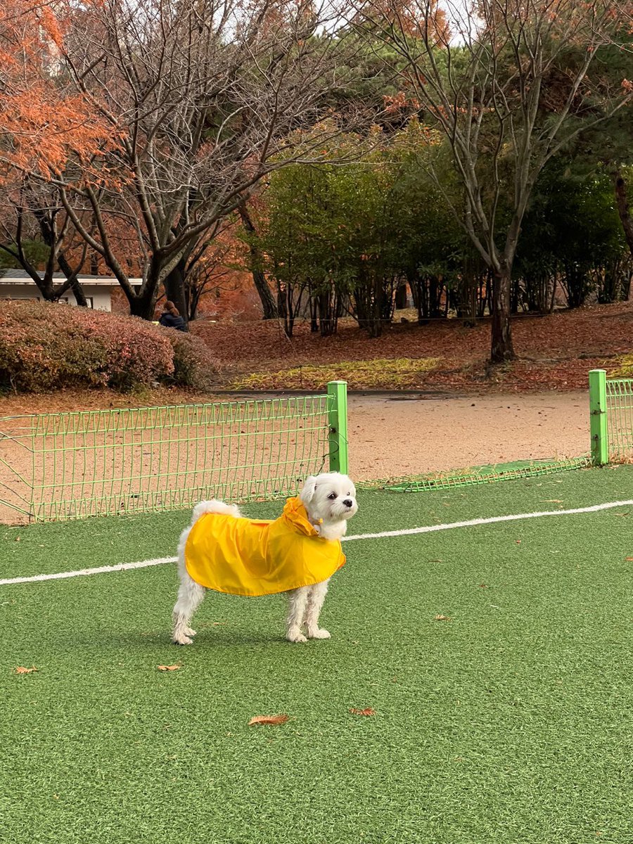 co_O315's tweet photo. 우비 입고 총총=333💛💛 https://t.co/8wEyZUz7gr