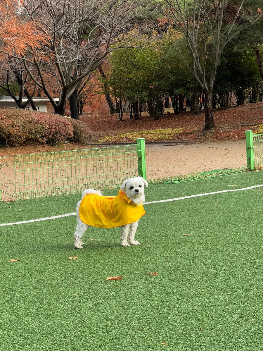 co_O315's tweet photo. 우비 입고 총총=333💛💛 https://t.co/8wEyZUz7gr