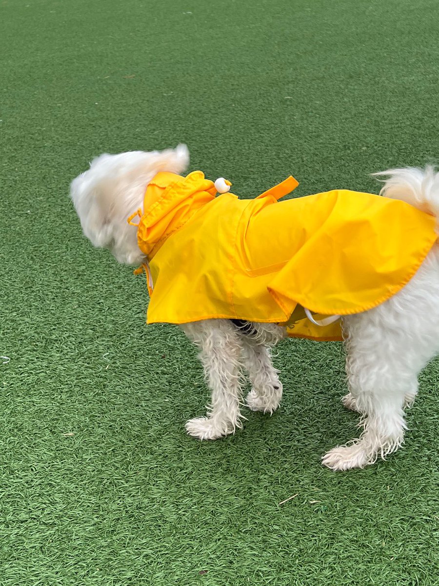 co_O315's tweet photo. 우비 입고 총총=333💛💛 https://t.co/8wEyZUz7gr