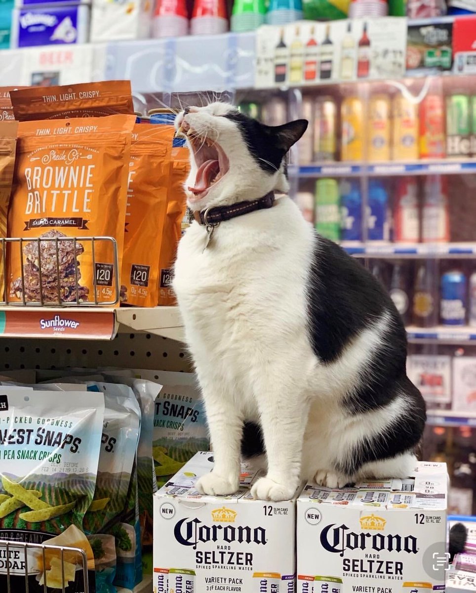 Bodegacats_'s tweet photo. https://t.co/CsYRMaF7EE