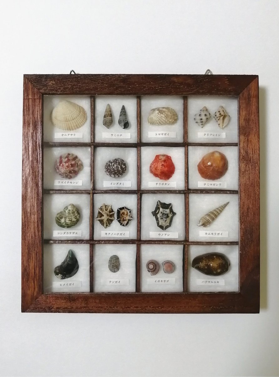 拾った貝を標本にしました🐚