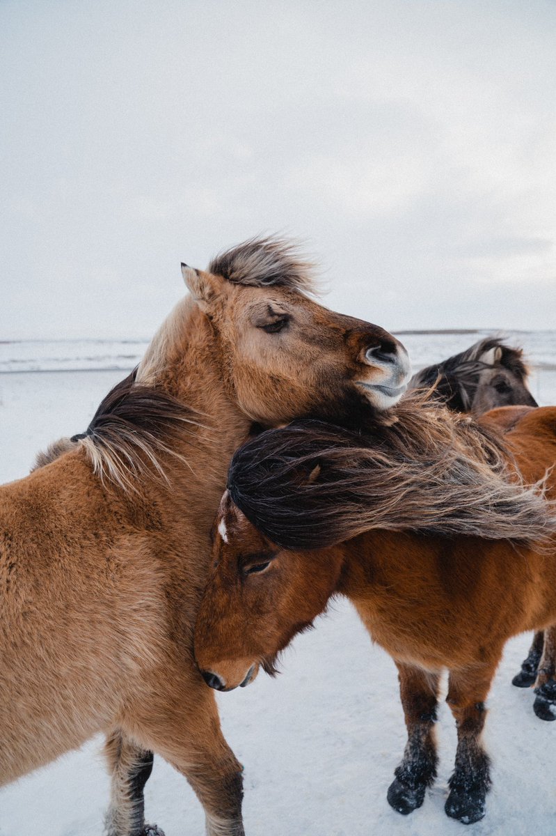 gm ☕️

Here is « les inséparables » - 1 of 12 pieces available of my collection! 

If you want to check it out 👇🏼🚀

opensea.io/collection/lif…