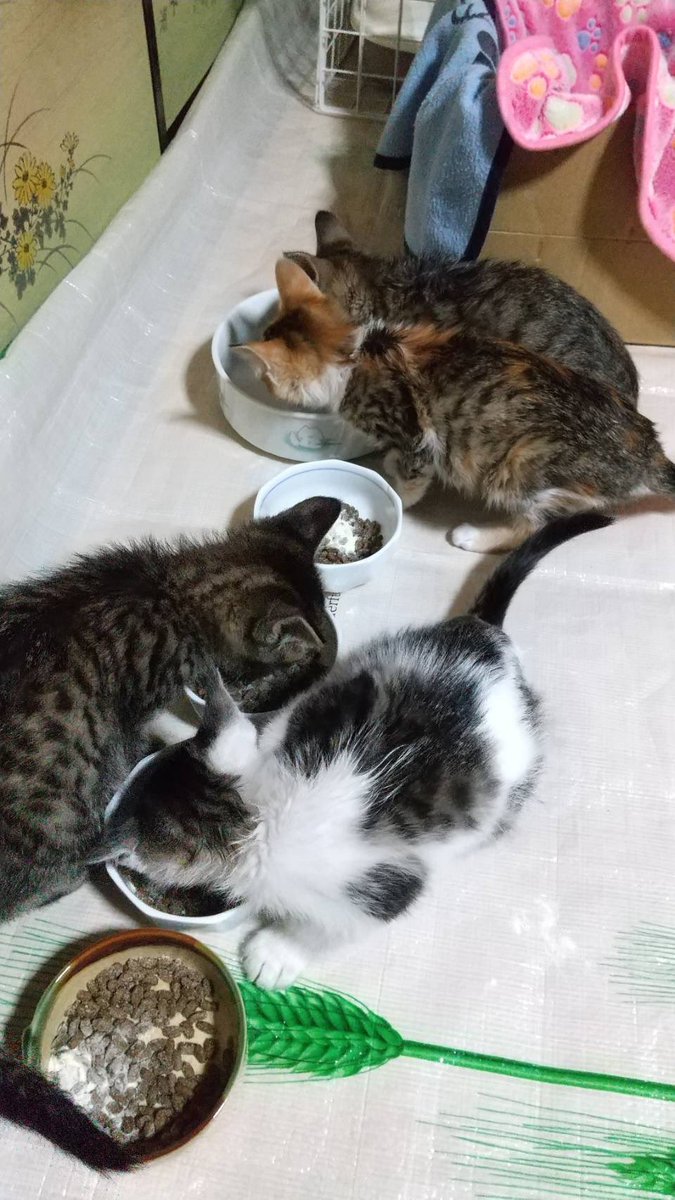 dear_cat_cafe's tweet photo. 少し前から気になってたお宅。
入院中の家主さんが昨日亡くなられました。。

把握できてるだけでお家の周りに15匹ほど・・と思ってたら子猫も4匹🥺

いつもすみません。
またほしい物リスト
厚かましくて申し訳ないですが
少し多めに更新させて下さい。

ご負担のない範囲でお願いします（ ;  ; ） https://t.co/q7VbmmOm63