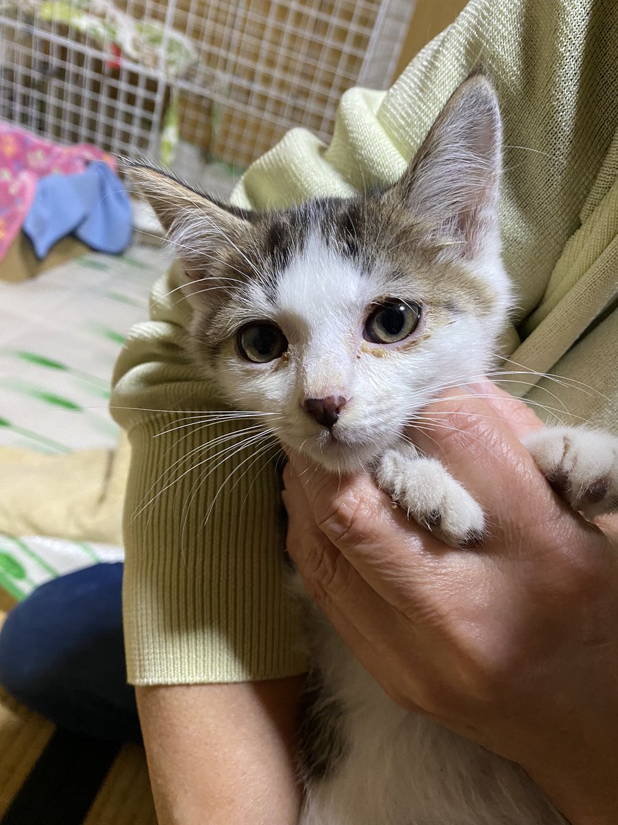 少し前から気になってたお宅。
入院中の家主さんが昨日亡くなられました。。

把握できてるだけでお家の周りに15匹ほど・・と思ってたら子猫も4匹🥺

いつもすみません。
またほしい物リスト
厚かましくて申し訳ないですが
少し多めに更新させて下さい。

ご負担のない範囲でお願いします（ ;  ; ）