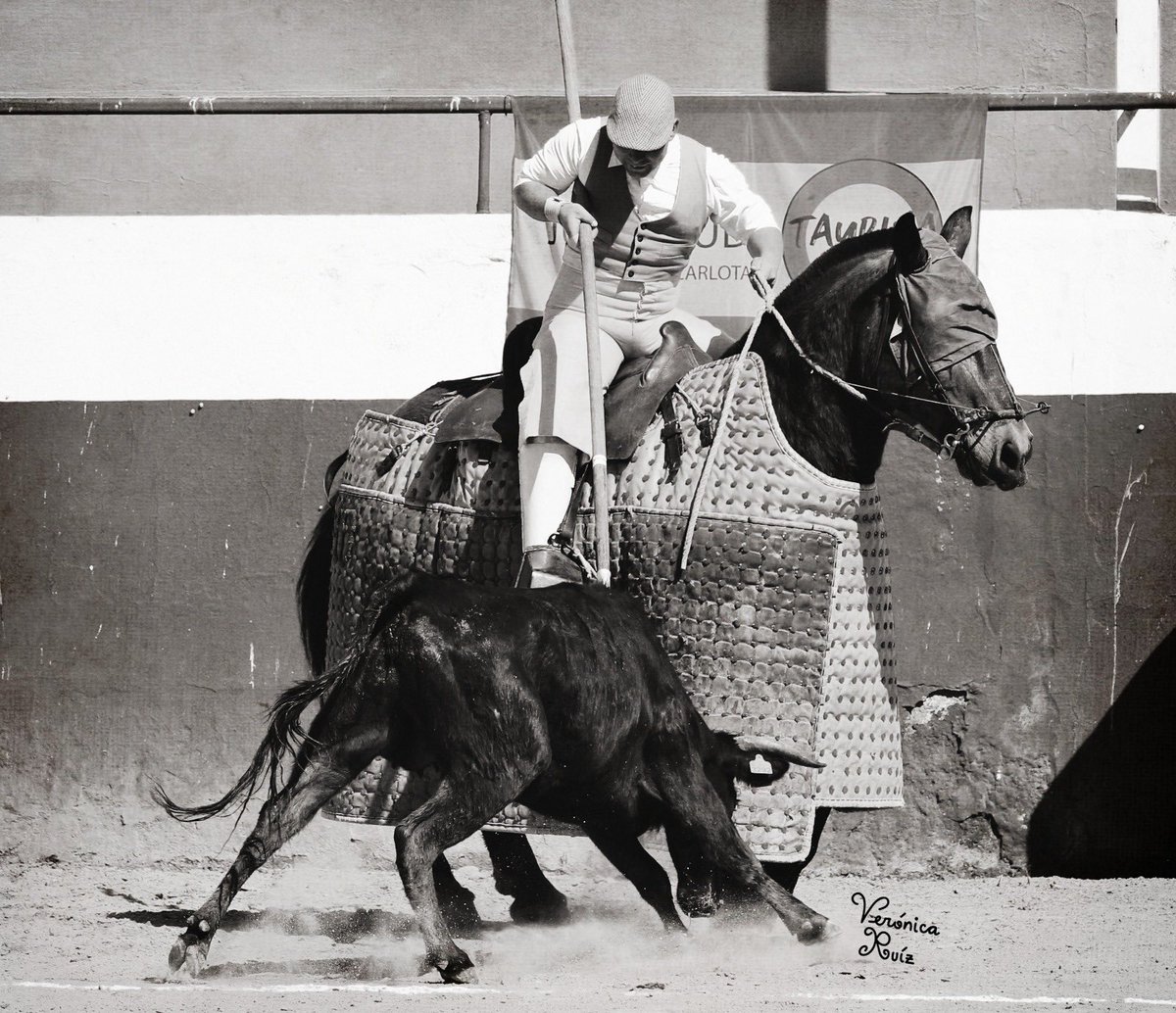 JT_LaCarlota's tweet photo. HAY QUE PICAR / Nos encanta la suerte de varas pero mas aún cómo la ejecuta el picador de nuestro Bolsín Taurino @pedromanuelma.

📷 @VRuizConsuegra 

#BolsínTaurino #SomosTaurinos #JTLaCarlota #HayQuePicar #EsLaHoraDeLaJuventud https://t.co/YSAu4RSg4r
